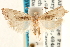  (Herpystis capeana - CCDB-22960-E06)  @11 [ ] CreativeCommons - Attribution (2014) CBG Photography Group Centre for Biodiversity Genomics