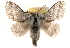  ( - CCDB-23268-C10)  @15 [ ] CreativeCommons - Attribution (2014) CBG Photography Group Centre for Biodiversity Genomics