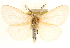  (Leucomini - CCDB-23268-F06)  @15 [ ] CreativeCommons - Attribution (2014) CBG Photography Group Centre for Biodiversity Genomics