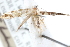  ( - CCDB-23269-D02)  @11 [ ] CreativeCommons - Attribution (2014) CBG Photography Group Centre for Biodiversity Genomics