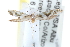  (Argyresthia calliphanes - CCDB-23269-D04)  @14 [ ] CreativeCommons - Attribution (2014) CBG Photography Group Centre for Biodiversity Genomics