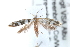  ( - CCDB-23269-D06)  @13 [ ] CreativeCommons - Attribution (2014) CBG Photography Group Centre for Biodiversity Genomics