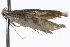  ( - CCDB-23269-G02)  @11 [ ] CreativeCommons - Attribution (2014) CBG Photography Group Centre for Biodiversity Genomics