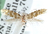  ( - CCDB-23269-G06)  @11 [ ] CreativeCommons - Attribution (2014) CBG Photography Group Centre for Biodiversity Genomics