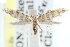  ( - CCDB-23269-G08)  @11 [ ] CreativeCommons - Attribution (2014) CBG Photography Group Centre for Biodiversity Genomics