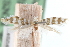 ( - CCDB-23269-G09)  @11 [ ] CreativeCommons - Attribution (2014) CBG Photography Group Centre for Biodiversity Genomics