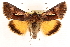 ( - CCDB-23270-A06)  @15 [ ] CreativeCommons - Attribution (2014) CBG Photography Group Centre for Biodiversity Genomics