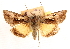  ( - CCDB-23270-A07)  @11 [ ] CreativeCommons - Attribution (2014) CBG Photography Group Centre for Biodiversity Genomics