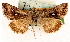  ( - CCDB-23270-A11)  @11 [ ] CreativeCommons - Attribution (2014) CBG Photography Group Centre for Biodiversity Genomics