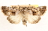  ( - CCDB-23270-E12)  @11 [ ] CreativeCommons - Attribution (2014) CBG Photography Group Centre for Biodiversity Genomics