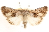  ( - CCDB-23270-F01)  @11 [ ] CreativeCommons - Attribution (2014) CBG Photography Group Centre for Biodiversity Genomics