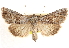  ( - CCDB-23270-G09)  @11 [ ] CreativeCommons - Attribution (2014) CBG Photography Group Centre for Biodiversity Genomics