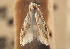  ( - CCDB-23271-A01)  @11 [ ] CreativeCommons - Attribution (2014) CBG Photography Group Centre for Biodiversity Genomics