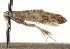  ( - CCDB-23271-A03)  @11 [ ] CreativeCommons - Attribution (2014) CBG Photography Group Centre for Biodiversity Genomics