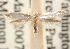  (Argyresthia cupressella - CCDB-23271-A05)  @14 [ ] CreativeCommons - Attribution (2014) CBG Photography Group Centre for Biodiversity Genomics
