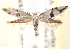  ( - CCDB-23271-A07)  @13 [ ] CreativeCommons - Attribution (2014) CBG Photography Group Centre for Biodiversity Genomics