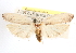  (Antaeotricha lindseyi - CCDB-23271-B05)  @14 [ ] CreativeCommons - Attribution (2014) CBG Photography Group Centre for Biodiversity Genomics