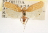  (Antaeotricha unipunctella - CCDB-23271-B09)  @11 [ ] CreativeCommons - Attribution (2014) CBG Photography Group Centre for Biodiversity Genomics