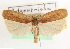  (Antaeotricha decorosella - CCDB-23271-C03)  @15 [ ] CreativeCommons - Attribution (2014) CBG Photography Group Centre for Biodiversity Genomics