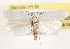  ( - CCDB-23271-D03)  @13 [ ] CreativeCommons - Attribution (2014) CBG Photography Group Centre for Biodiversity Genomics