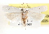  ( - CCDB-23271-D04)  @13 [ ] CreativeCommons - Attribution (2014) CBG Photography Group Centre for Biodiversity Genomics