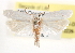 ( - CCDB-23271-D05)  @13 [ ] CreativeCommons - Attribution (2014) CBG Photography Group Centre for Biodiversity Genomics