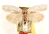  ( - CCDB-23271-E03)  @11 [ ] CreativeCommons - Attribution (2014) CBG Photography Group Centre for Biodiversity Genomics