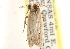  ( - CCDB-23271-F01)  @13 [ ] CreativeCommons - Attribution (2014) CBG Photography Group Centre for Biodiversity Genomics