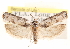  (Menestomorpha kimballi - CCDB-23271-F09)  @15 [ ] CreativeCommons - Attribution (2014) CBG Photography Group Centre for Biodiversity Genomics