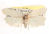  (Antaeotricha thomasi - CCDB-23271-G12)  @14 [ ] CreativeCommons - Attribution (2014) CBG Photography Group Centre for Biodiversity Genomics