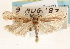  (Antaeotricha duckworthi - CCDB-23271-H09)  @14 [ ] CreativeCommons - Attribution (2014) CBG Photography Group Centre for Biodiversity Genomics