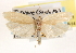  (Antaeotricha utahensis - CCDB-23271-H11)  @11 [ ] CreativeCommons - Attribution (2014) CBG Photography Group Centre for Biodiversity Genomics