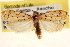 (Ethmia davisella - CCDB-23273-A01)  @11 [ ] CreativeCommons - Attribution (2014) CBG Photography Group Centre for Biodiversity Genomics
