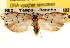  ( - CCDB-23273-A03)  @11 [ ] CreativeCommons - Attribution (2014) CBG Photography Group Centre for Biodiversity Genomics