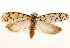  ( - CCDB-23273-A04)  @11 [ ] CreativeCommons - Attribution (2014) CBG Photography Group Centre for Biodiversity Genomics