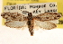 (Ethmia farrella - CCDB-23273-A11)  @15 [ ] CreativeCommons - Attribution (2014) CBG Photography Group Centre for Biodiversity Genomics