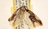  ( - CCDB-23273-B06)  @11 [ ] CreativeCommons - Attribution (2014) CBG Photography Group Centre for Biodiversity Genomics