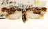  (Ethmia gelidella - CCDB-23273-B07)  @14 [ ] CreativeCommons - Attribution (2014) CBG Photography Group Centre for Biodiversity Genomics