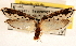  ( - CCDB-23273-B11)  @11 [ ] CreativeCommons - Attribution (2014) CBG Photography Group Centre for Biodiversity Genomics