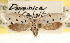  (Ethmia joviella - CCDB-23273-C04)  @11 [ ] CreativeCommons - Attribution (2014) CBG Photography Group Centre for Biodiversity Genomics