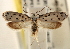  (Ethmia julia - CCDB-23273-D01)  @11 [ ] CreativeCommons - Attribution (2014) CBG Photography Group Centre for Biodiversity Genomics