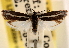  (Ethmia minuta - CCDB-23273-E05)  @11 [ ] CreativeCommons - Attribution (2014) CBG Photography Group Centre for Biodiversity Genomics