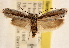  (Ethmia mirusella - CCDB-23273-E06)  @15 [ ] CreativeCommons - Attribution (2014) CBG Photography Group Centre for Biodiversity Genomics