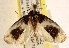  (Ethmia nivosella - CCDB-23273-E12)  @14 [ ] CreativeCommons - Attribution (2014) CBG Photography Group Centre for Biodiversity Genomics