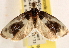 ( - CCDB-23273-F01)  @13 [ ] CreativeCommons - Attribution (2014) CBG Photography Group Centre for Biodiversity Genomics