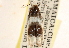  ( - CCDB-23273-F02)  @13 [ ] CreativeCommons - Attribution (2014) CBG Photography Group Centre for Biodiversity Genomics