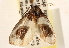  ( - CCDB-23273-F03)  @14 [ ] CreativeCommons - Attribution (2014) CBG Photography Group Centre for Biodiversity Genomics