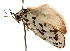  ( - CCDB-23273-F08)  @11 [ ] CreativeCommons - Attribution (2014) CBG Photography Group Centre for Biodiversity Genomics