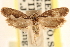  (Ethmia playa - CCDB-23273-H02)  @11 [ ] CreativeCommons - Attribution (2014) CBG Photography Group Centre for Biodiversity Genomics