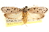  (Ethmia sandra - CCDB-23274-A03)  @15 [ ] CreativeCommons - Attribution (2014) CBG Photography Group Centre for Biodiversity Genomics